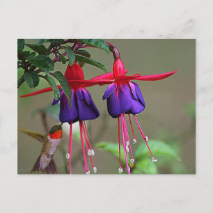 Fuchsia och Hummingbird Vykort