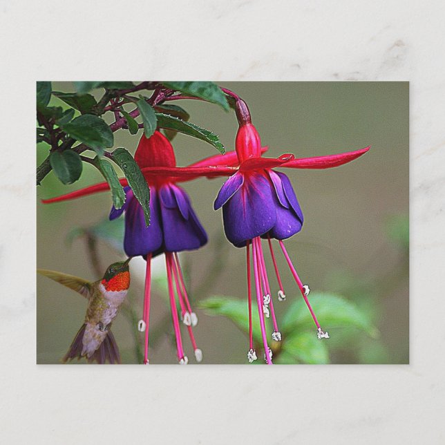 Fuchsia och Hummingbird Vykort (Framsida)