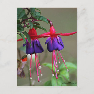 Fuchsia och Hummingbird Vykort
