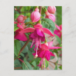 Fuchsia Paula Jane Vykort