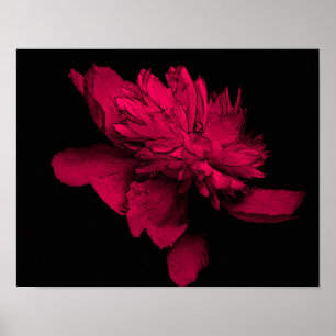 Fuchsia Peony Flower Abstrakt Blommigt Art Poster