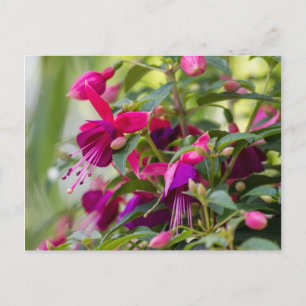 Fuchsia Plant Vykort
