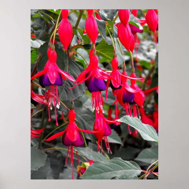 Fuchsia Poster (Framsidan)