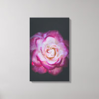 Fuchsia ro