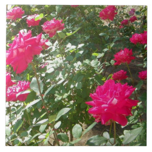 Fuchsia ro överallt kakelplatta