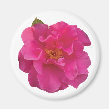 Fuchsia Rosa Kamelia Realistisk Blomma