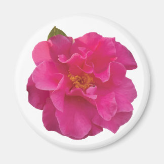 Fuchsia Rosa Kamelia Realistisk Blomma Magnet