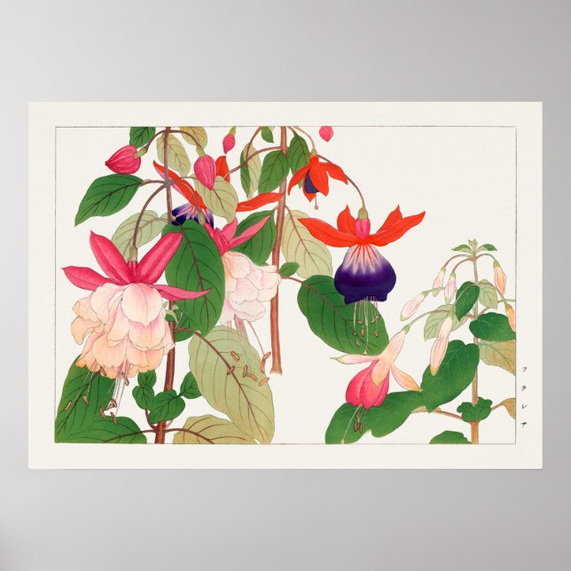 Fuchsia, Rosa Lila Red Flowers, Tanigami Konan Poster (Framsidan)