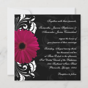Fuchsia Rulla Gerbera Daisy w/Black and White Inbjudningar