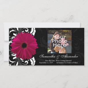 Fuchsia Rulla Gerbera Daisy w/Black and White Spara Datumet
