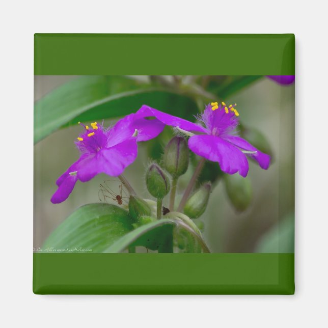 Fuchsia Spiderwort Tvillingar Vildblommor Presente Magnet (Framsidan)