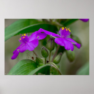 Fuchsia Spiderwort Twillingar Wildblomma Poster
