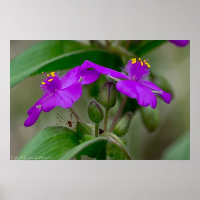 Fuchsia Spiderwort Twillingar Wildblomma Poster (Framsidan)