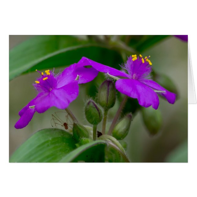Fuchsia Spiderwort Twillingars Wildblomskorge Hälsningskort (Framsidan Horizontal)