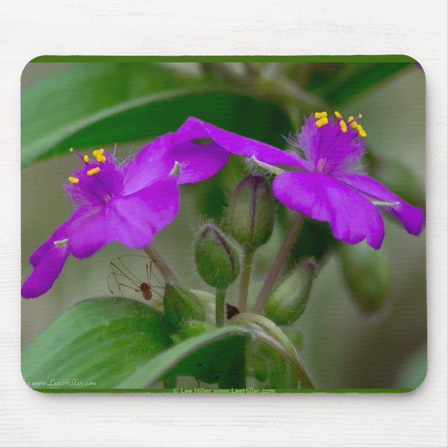 Fuchsia Spiderwort Twillingars Wildblomskorge Musmatta (Framsidan)