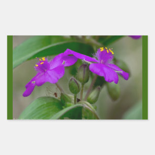 Fuchsia Spiderwort Twillingars Wildblomskorge Rektangulärt Klistermärke