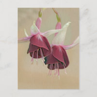 Fuchsia-vykort
