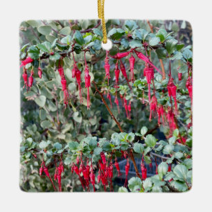 Fuchsiaflower Gooseberry (Ribes speciosum) Julgransprydnad Keramik