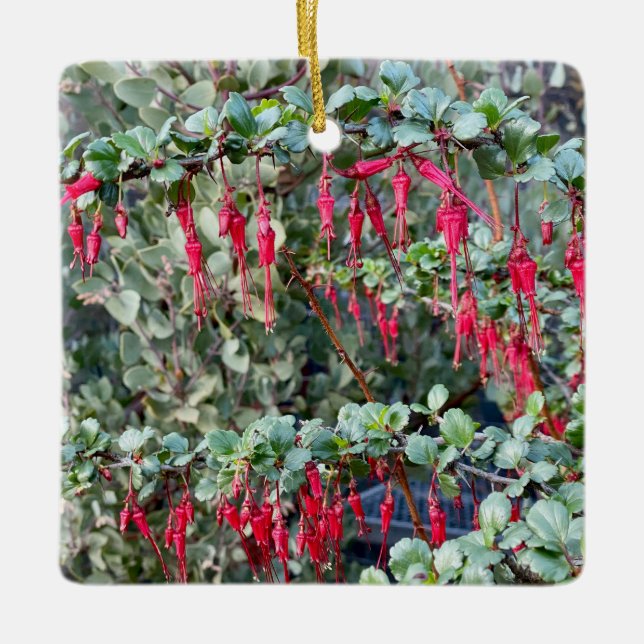 Fuchsiaflower Gooseberry (Ribes speciosum) Julgransprydnad Keramik (Framsida)