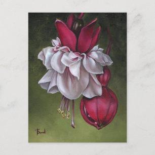 Fuchsias Vykort