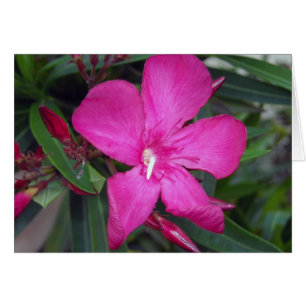Fucshia Oleander Photo Hälsningskort
