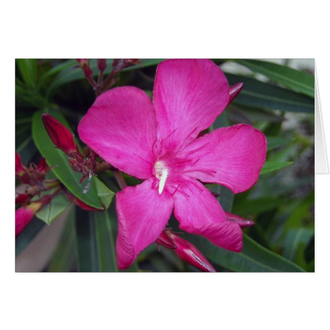 Fucshia Oleander Photo Hälsningskort (Framsidan Horizontal)
