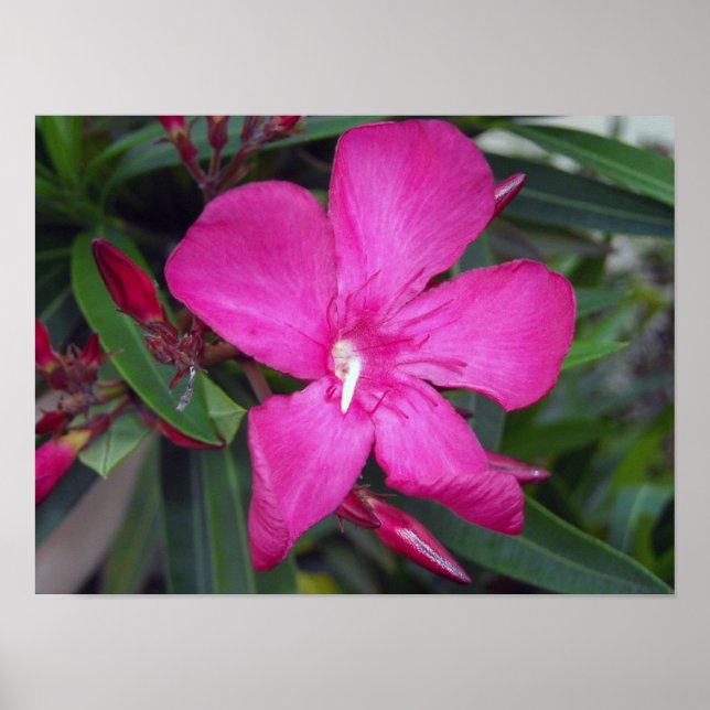 Fucshia Oleander Photo Poster (Framsidan)