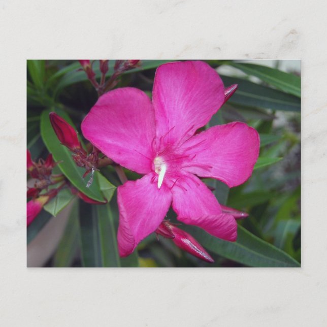 Fucshia Oleander Photo Vykort (Framsida)