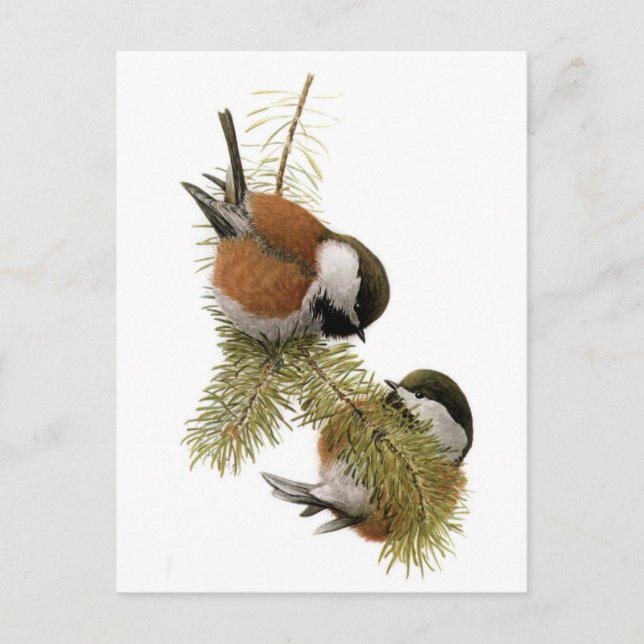 Fuertes' Chestnut-backad Chickadee Vykort (Framsida)