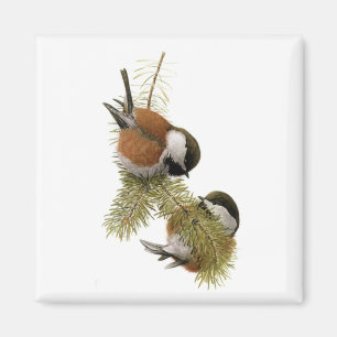 Fuertess Kastanj-drog tillbaka Chickadee Magnet