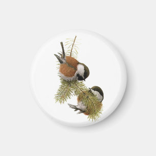 Fuertess Kastanj-drog tillbaka Chickadee Magnet