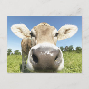 Fuessen, Bayern, Tyskland Vykort