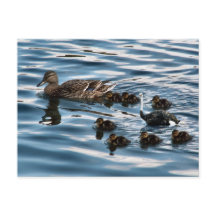 Fula ankungen vykort