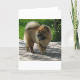 full chowchow kort