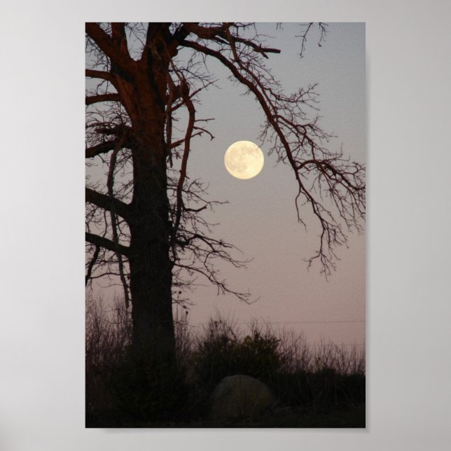 Full Moon genom Träd Grenar Poster (Framsidan)