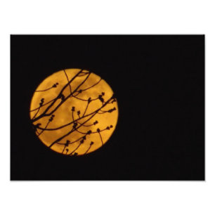 Full Moon Photo Fototryck