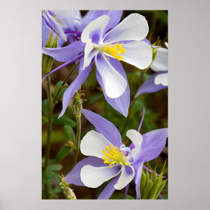 Full ram Columbine Poster