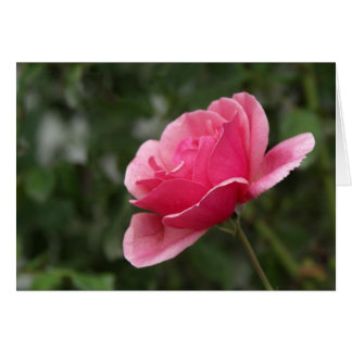 Full rosa ros hälsningskort