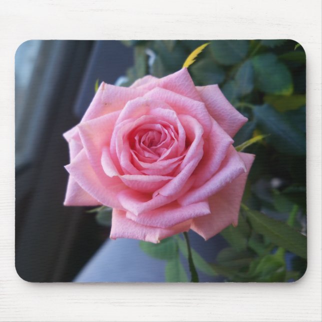 Full rosa ros musmatta (Framsidan)