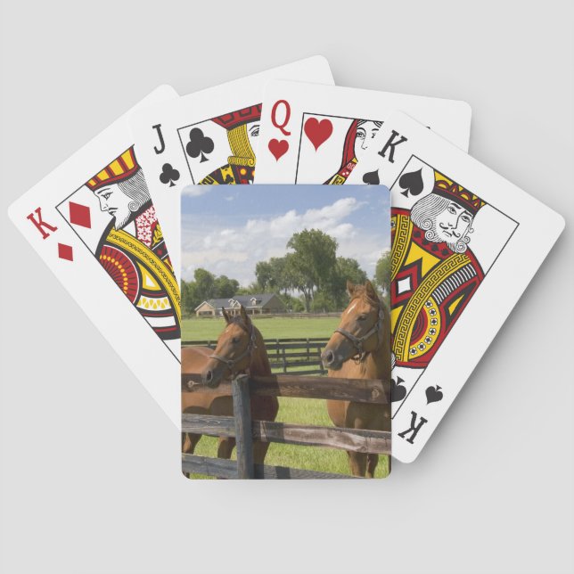 Fullblodshästavelsgård i Marion County, Casinokort (Baksidan)