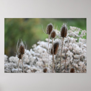 Fullers Teasel Plant Poster