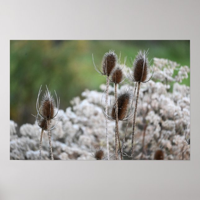 Fullers Teasel Plant Poster (Framsidan)