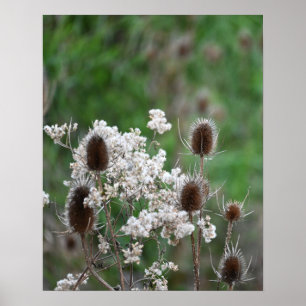 Fullers Teasel Plant Poster