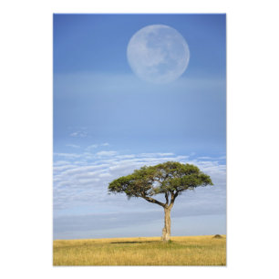 Fullmåne ovanför akacieträd, Masai Mara, Fototryck