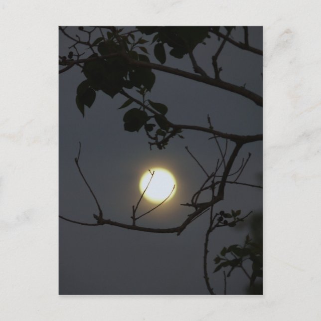 Fullmånsmani Vykort (Framsida)