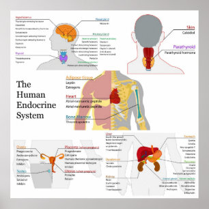 Fullständig diagram över det humana endokrina syst poster