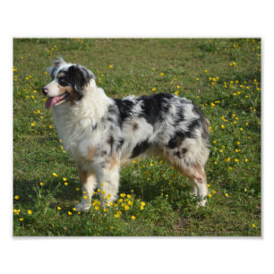 fullt 2 australian shepherd fototryck
