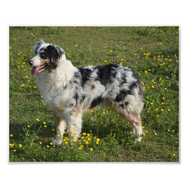 FULLT 2 AUSTRALIAN SHEPHERD FOTOTRYCK (Framsidan)