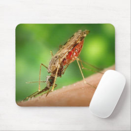 Fullt av Blood Mosquito Bloodsucking Insekt Musmatta
