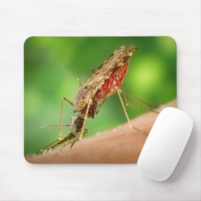 Fullt av Blood Mosquito Bloodsucking Insekt Musmatta (Med mus)